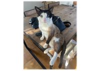 Foto per buscar adoptant