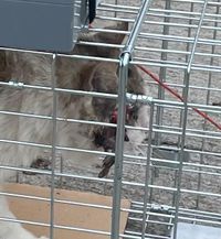 Gat ferit capturat detall