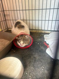 Gat ferit convalesvent